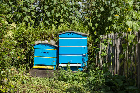 Traditional wooden hives for beeholding in a garden with plants and flowers special for the bees and insectsの写真素材