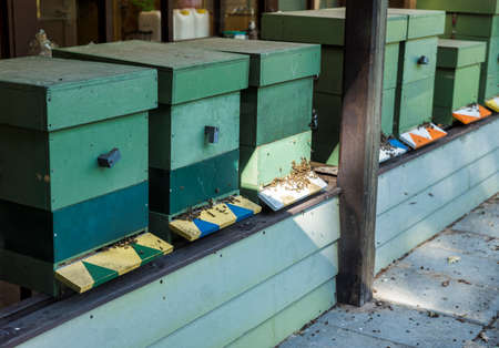 Traditional wooden hives for beeholding in a garden with plants and flowers special for the bees and insectsの写真素材