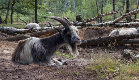 male goat with big horns laying ont he ground in a great forest in nature are maasduinen in hollandの写真素材