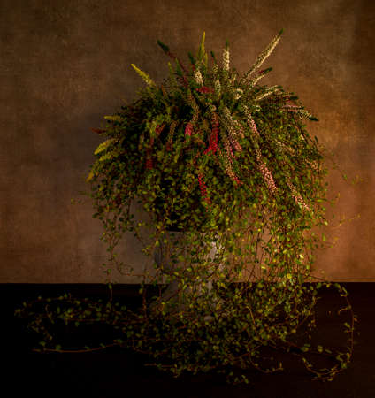 still life like a waterfall of flowers in a tall pot with heather and ivyの写真素材