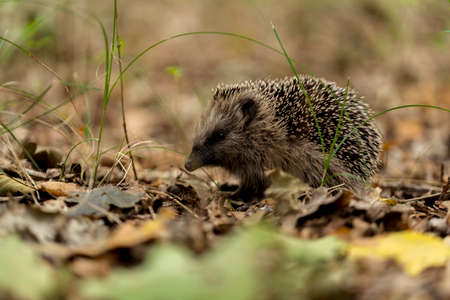 young hedgehog in the wild, in a forest in holland