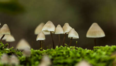 the fungus mycena arcangeliana in the forest in hollandの写真素材