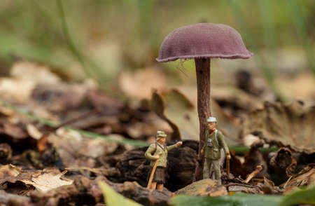 the forest rangers are talking under a mushroom in the forest, little figures from little worldの写真素材