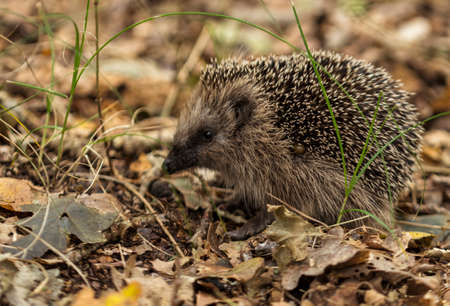 young hedgehog in the wild, in a forest in hollandの写真素材