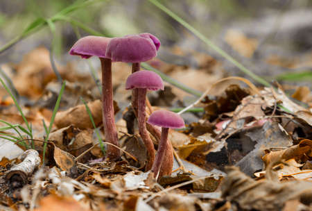 purple mushroom in soft focus with shallow depth. Laccaria amethystina or the amethyst deceiver between the moss and ferns on the forest floor.の写真素材