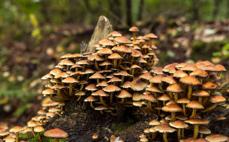 large group of mushrooms on a tree stump in the Veluwe in autumn with green moss in betweenの写真素材