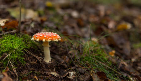 Amanita muscaria mushroom with red and white dots macro in autumn forestの写真素材