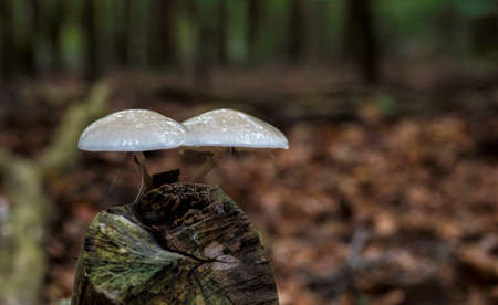 Oudemansiella mucida known as Porcelain Fungus on a tree trunk on the veluwe in holland during autumnの写真素材