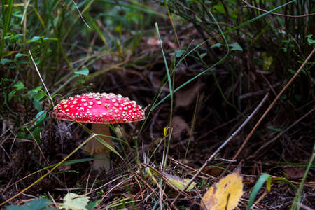 Amanita muscaria mushroom with red and white dots macro in autumn forestの写真素材