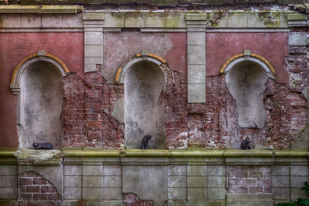 old monumental wall with arches and recesses containing statues of different cats and catsの写真素材