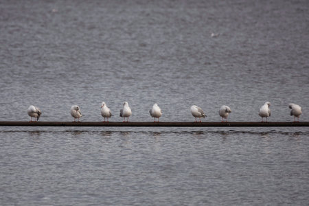 a row of seagulls on a beam above the water in hollandの写真素材