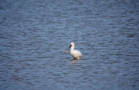 one eurasian spoonbill bird in the northsea in holland during winterの写真素材