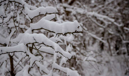 macro of snow on the branches in the winter forestの写真素材
