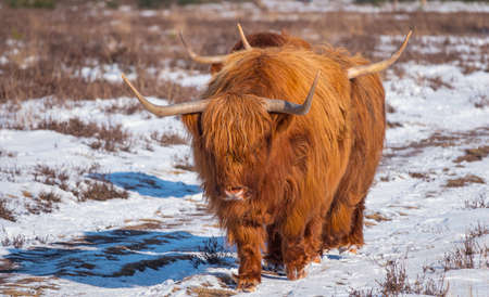 impressive scottish highlanders with big horns walk in the snow facing the cameraの写真素材