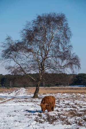 impressive scottish highlander with big horns walk in the snow facing the cameraの写真素材