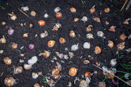 planting flower bulbs in gardenの写真素材