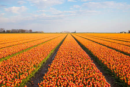 ornage tlip fiels in hollandの写真素材