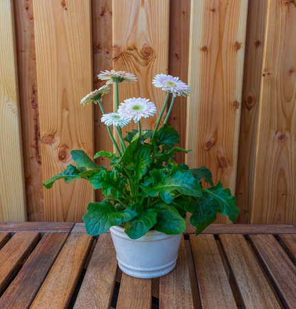 pot with spanisgh daisy flowerの写真素材