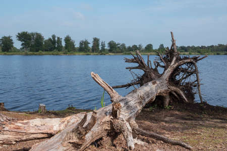 a dead tree on a small sandy beach near the waterの写真素材