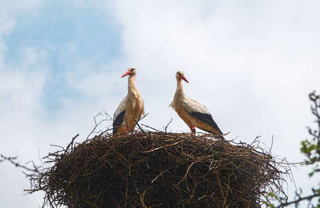 a nest with couple of storkの写真素材