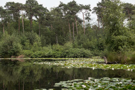 a lake with water lilies in the netherlandsの写真素材