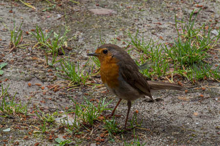 robin bird walking on the groundの写真素材