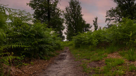 walking track in the forest in the eveningの写真素材