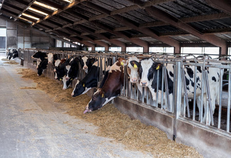 a farm with cows in holland