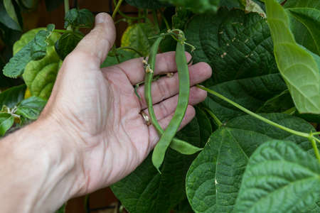 fresh string beans in a garden in julyの写真素材