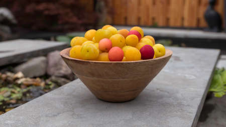 wooden bowl with fresh apricotsの写真素材