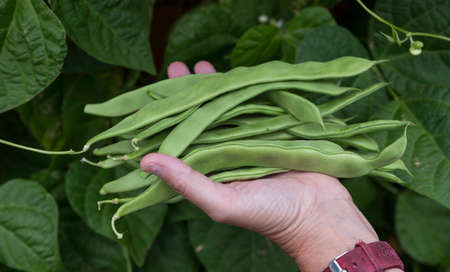 fresh string beans growing on a plant in the vegetable gardenの写真素材