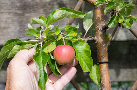 ready to eat apple tree in garden