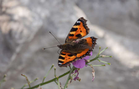 Vanessa atalanta butterfly