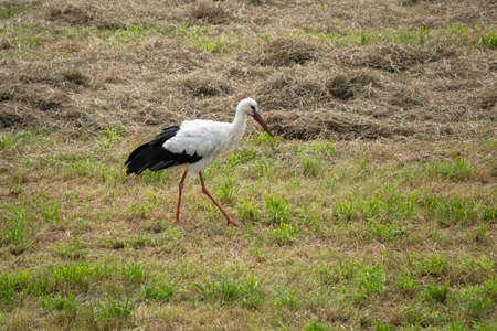 black and white stork birdの写真素材