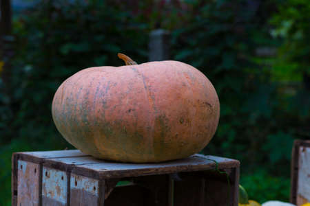 big pumpkin on a wooden boxの写真素材