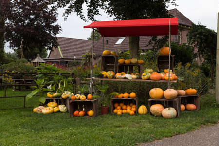 group of pumkins at the streetの写真素材