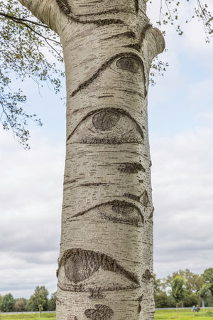 a white tree with eyes in the netherlandsの写真素材