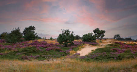 heather fields and dunes in hollandの写真素材