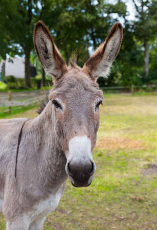 donkey closeup with green field as backgroundの写真素材