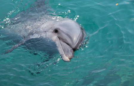 dolhin swimmin gin the red sea near eilatの写真素材