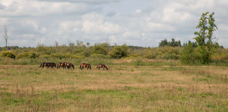 a group of horses in nature are in hollandの写真素材