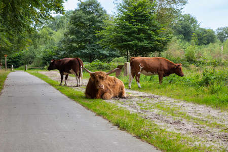 big brown highlanders on path in hollandの写真素材