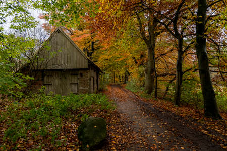 old farm in a autumn forest in hollandの写真素材