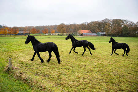 three big black horses runningの写真素材
