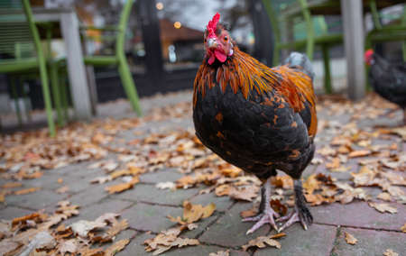 a cock animal on a street during autumの写真素材