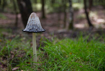 ikkcap fungi in forest in hollandの写真素材