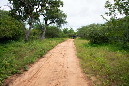 gane drive kruger national parkの写真素材
