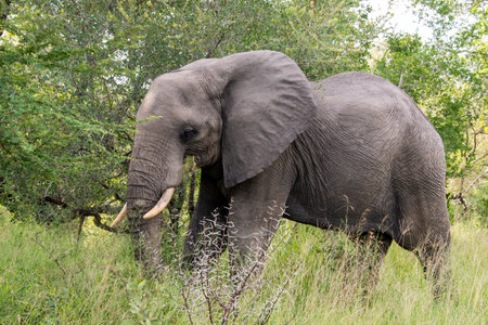big elephant in kruger parkの写真素材