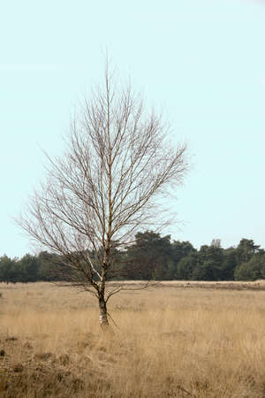 single birch treeの写真素材