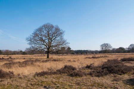 a tree in winter in nature area in hollandの写真素材
